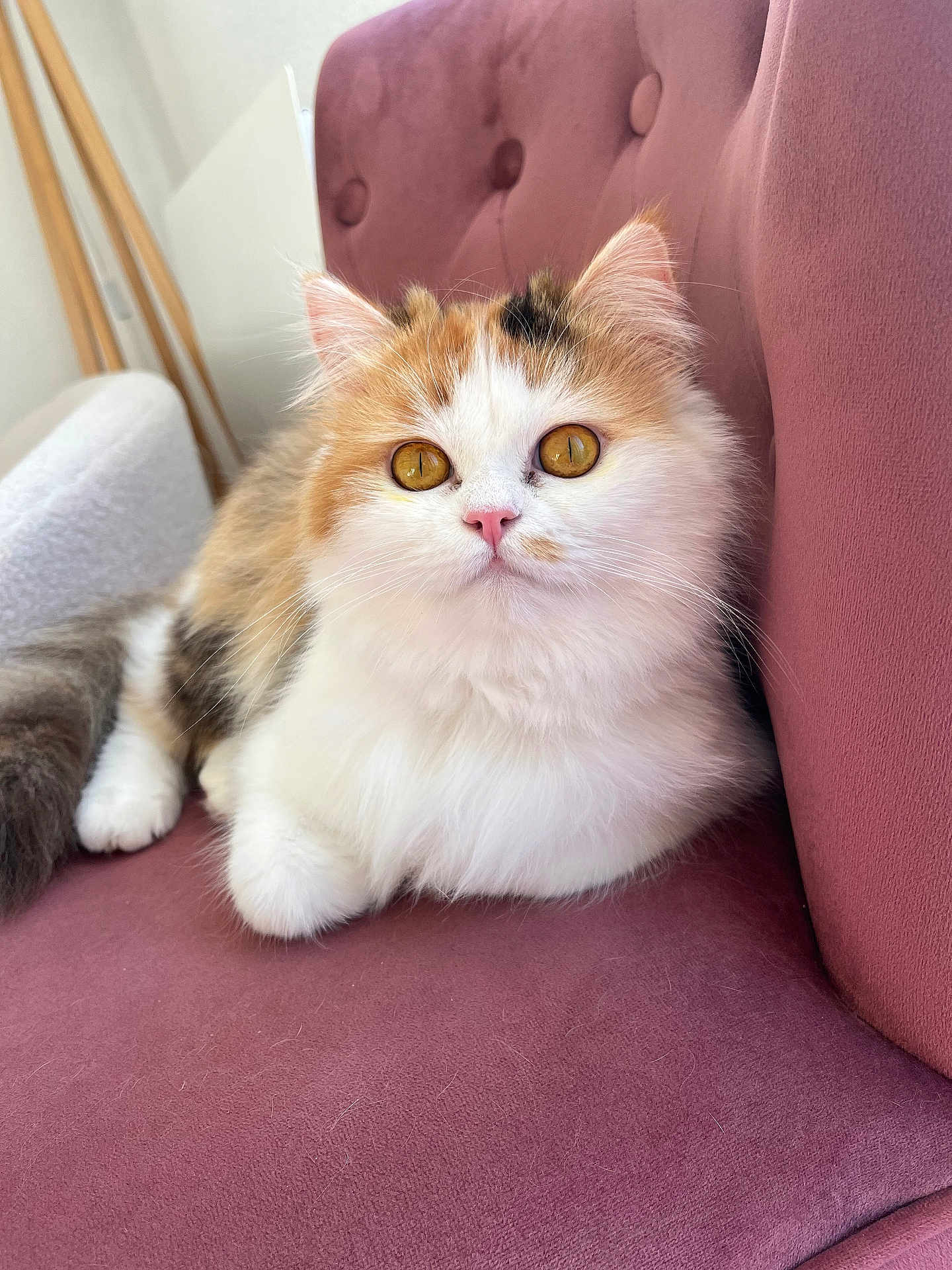 Winny a rejoint le concours — aidez-le/la à gagner de superbes lots ! amber_eyes, animal, calico, cat, closeup, couch, cute, domestic_cat, ears, fluffy, fur, furniture, indoor, mammal, pet, pink_nose, portrait, relaxed, tail, whiskers