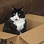 Rocket is registered to the contest to win money with this photo: cat, black_and_white_cat, cardboard_box, amazon_prime, indoor, couch, pillow, decorative_pillow, carpet, pet, feline, curious, sitting, fluffy, whiskers, home, living_room, box, animal, domestic_animal