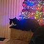 animal, black_and_white, cat, christmas_tree, colorful_lights, couch, cozy, curtains, decorations, domestic, feline, festive, holiday_lights, home, indoor, night, pet, quiet, relaxed, resting
