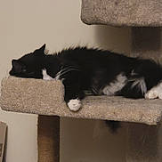 Rocket joined the competition — help win amazing prizes! cat, sleeping, black_and_white, feline, pet, indoor, carpeted, cat_tree, whiskers, paw, resting, cozy, fur, cute, domestic_animal, relaxation, animal, mammal, quiet, home