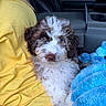 Remi is registered to the contest to win money with this photo: puppy, dog, curly_fur, brown_and_white, person, yellow_shirt, blue_blanket, car_interior, seat, snuggling, close_up, cute, pet, companion, cozy, indoor, portrait, animal, fur, young_dog