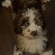 Remi is registered to the contest to win money with this photo: puppy, dog, curly_hair, floor, wooden_floor, pet, animal, indoor, cute, young_dog, looking_up, brown_and_white, dog_bowl, fur, laying_down, domestic_animal, companion, four_legs, whiskers, nose