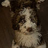 puppy, dog, curly_hair, floor, wooden_floor, pet, animal, indoor, cute, young_dog, looking_up, brown_and_white, dog_bowl, fur, laying_down, domestic_animal, companion, four_legs, whiskers, nose
