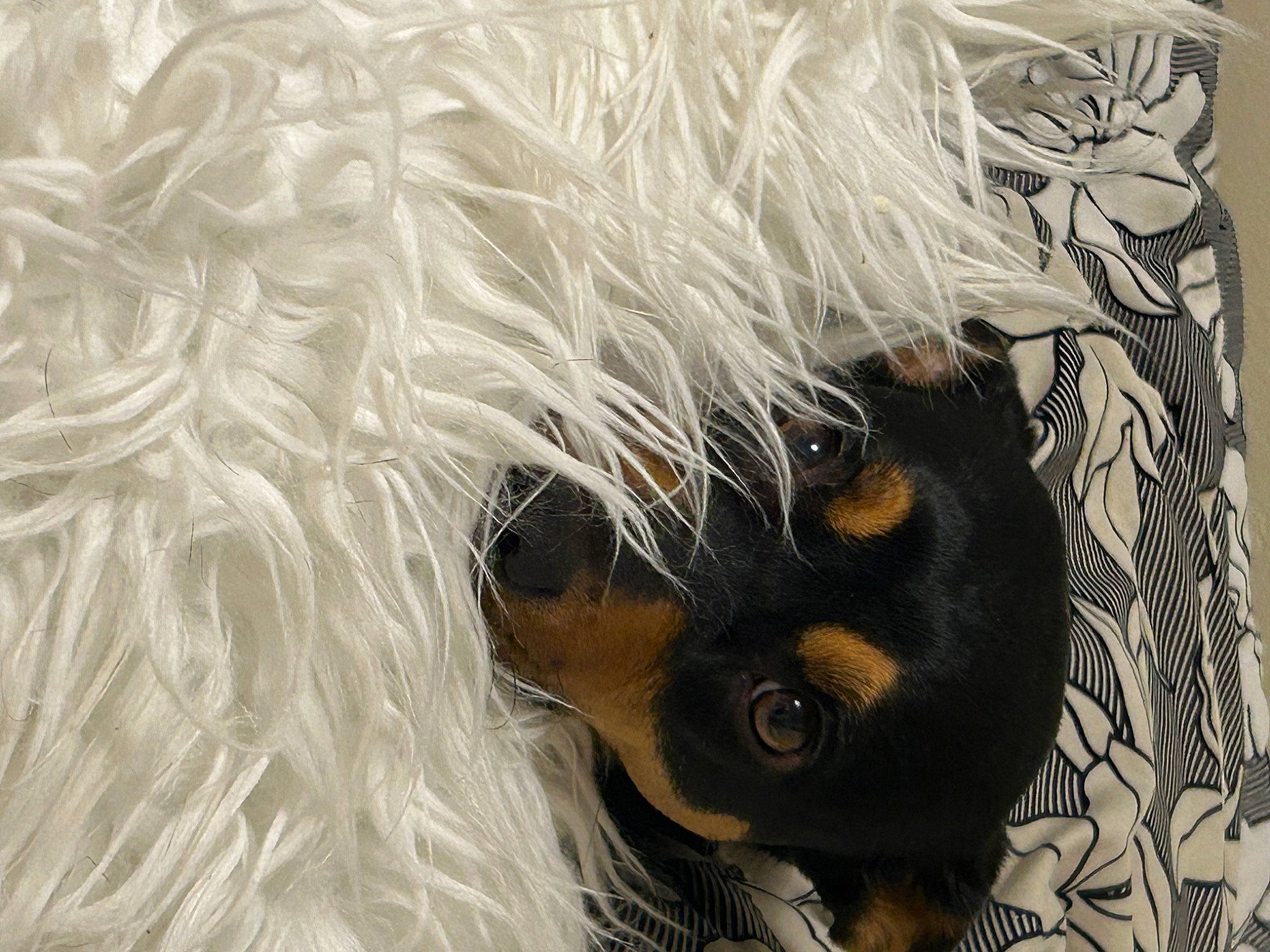 Lexi is registered to the contest to win money with this photo: beard, canidae, carnivore, companion_dog, dog_breed, dog_clothes, dog_supply, event, eyewear, fawn, felidae, fur, hat, snout, sporting_group, sunglasses, terrestrial_animal, toy_dog, whiskers, working_animal