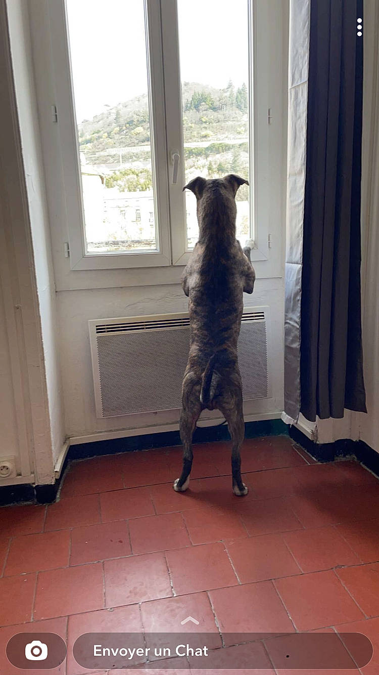 Atyla a rejoint le concours — aidez-le/la à gagner de superbes lots ! carnivore, curtain, dog, dog_breed, door, fawn, felidae, fixture, floor, flooring, hardwood, house, human_leg, living_room, sash_window, small_to_medium_sized_cats, tail, thigh, window, wood