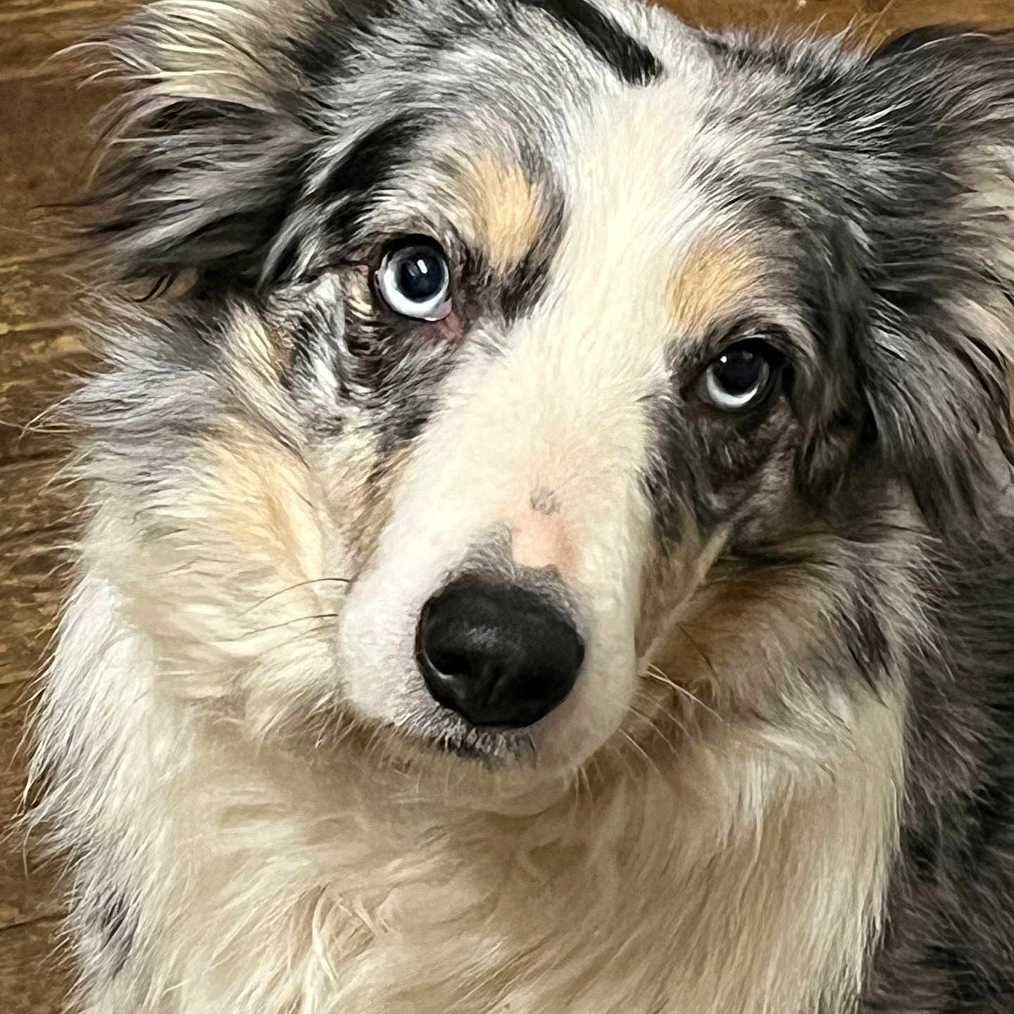 Poppy
