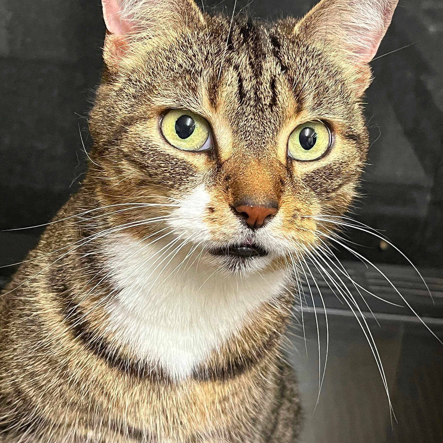 Mia