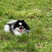 üoko a rejoint le concours — aidez-le/la à gagner de superbes lots ! dog, black_and_white, fluffy, grass, outdoor, pet, tongue_out, happy, nature, field, canine, animal, summer, playful, lying_down, greenery, fur, daylight, mammal, park