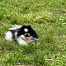 dog, black_and_white, fluffy, grass, outdoor, pet, tongue_out, happy, nature, field, canine, animal, summer, playful, lying_down, greenery, fur, daylight, mammal, park