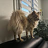 dog, fluffy, indoor, couch, window, blinds, plant, buddha_statue, natural_light, pet, fur, animal, home, decor, leather, greenery, standing, side_view, calm, cozy