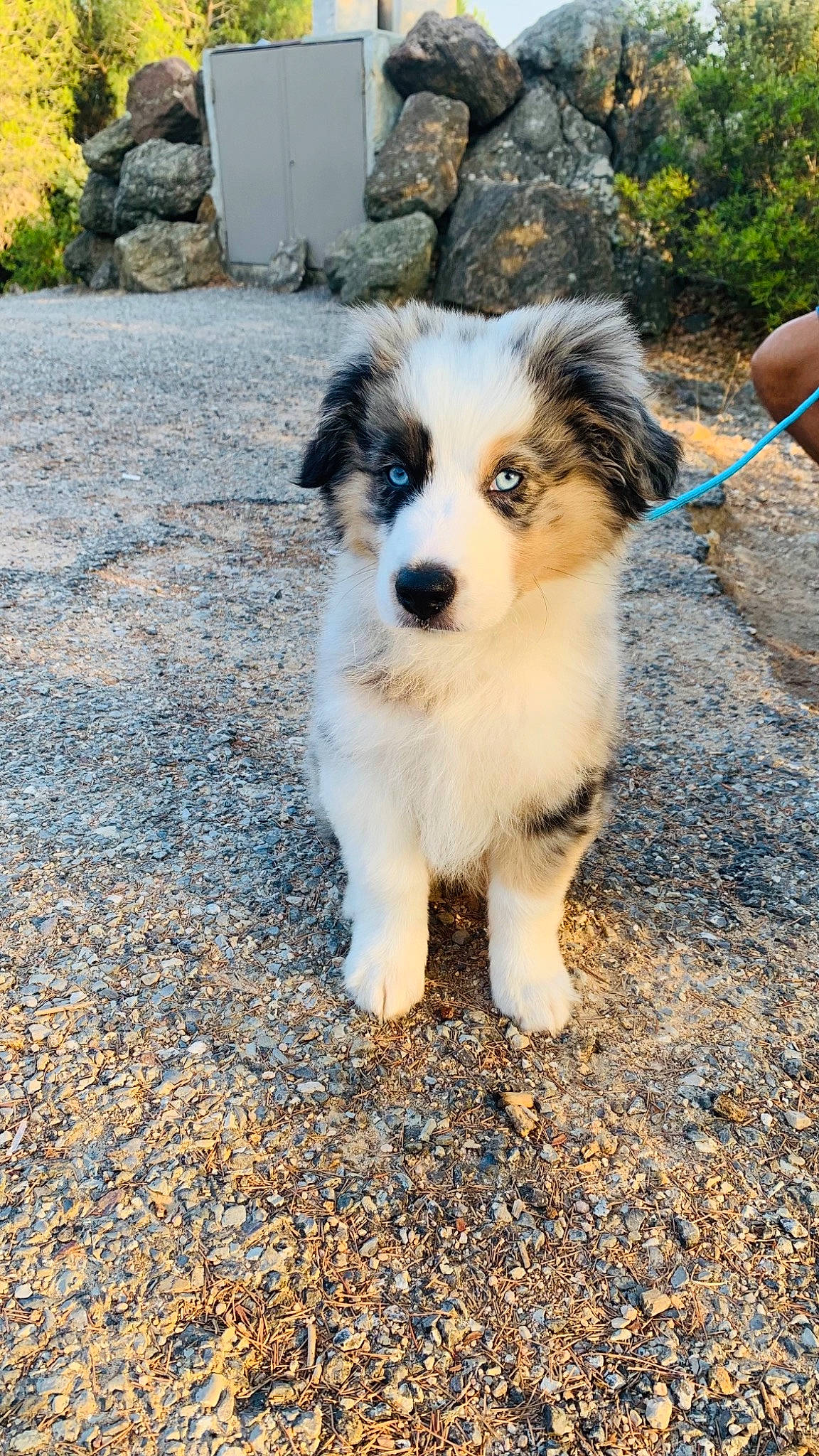 Haïko a rejoint le concours — aidez-le/la à gagner de superbes lots ! canidae, carnivore, companion_dog, dog, dog_breed, fawn, flowerpot, fur, grass, herding_dog, miniature_australian_shepherd, plant, road_surface, snout, soil, sporting_group, tail, terrestrial_animal, toy_dog, whiskers