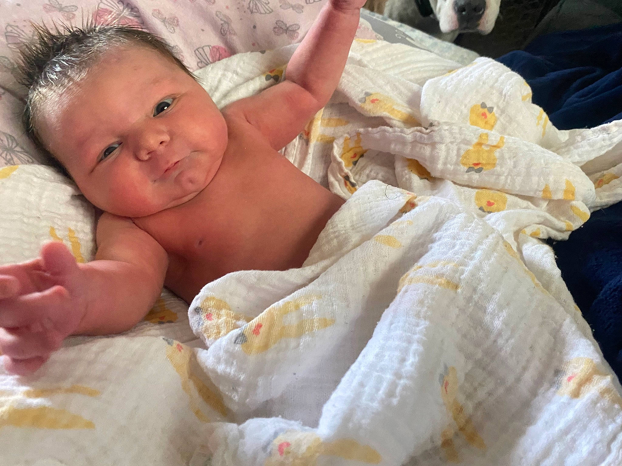 Everlee joined the competition — help win amazing prizes! abdomen, baby, baby_products, baby_safety, baby_toddler_clothing, bedding, blanket, child, comfort, diaper, finger, hand, happy, linens, pattern, person, room, skin, smile, toddler