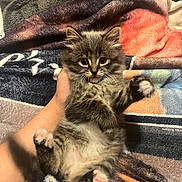 Bubby joined the competition — help win amazing prizes! kitten, cat, pet, feline, fluffy, gray_tabby, paw, hand, blanket, soft, cute, animal, young, indoor, cozy, fur, wide_eyes, resting, small, adorable