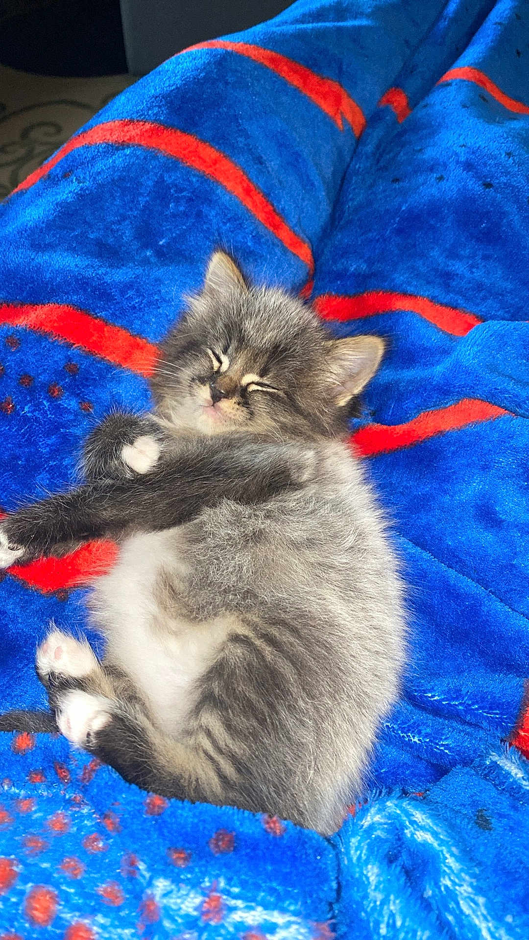 Bubby is registered to the contest to win money with this photo: kitten, cat, sleeping, fluffy, gray, white, pet, animal, cozy, blanket, blue, red, cute, resting, fur, small, domestic, young, peaceful, indoor