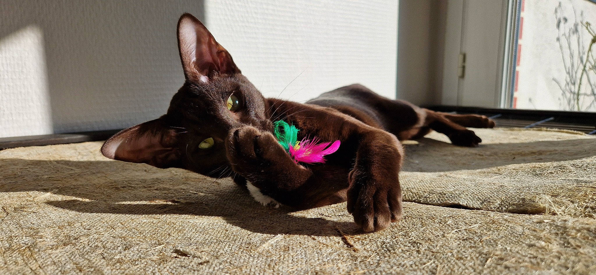 Uki a rejoint le concours — aidez-le/la à gagner de superbes lots ! black_cat, brown, canidae, carnivore, cat, claw, comfort, dog_breed, domestic_short_haired_cat, door, felidae, fur, havana_brown, liver, paw, plant, small_to_medium_sized_cats, tail, terrestrial_animal, whiskers