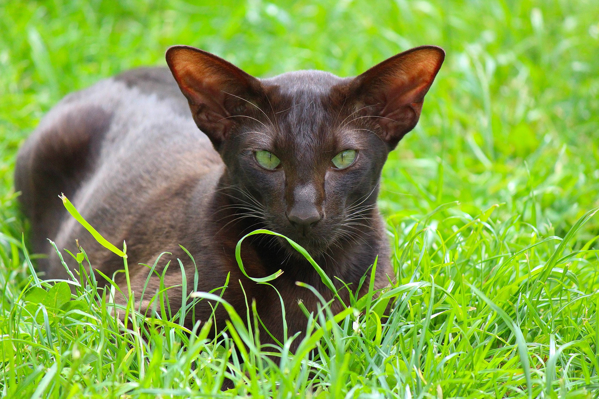 Uki participe au concours pour gagner de l'argent avec cette photo : carnivore, cat, close_up, domestic_short_haired_cat, fawn, felidae, fur, grass, grassland, groundcover, plant, small_to_medium_sized_cats, snout, terrestrial_animal, whiskers, wildlife