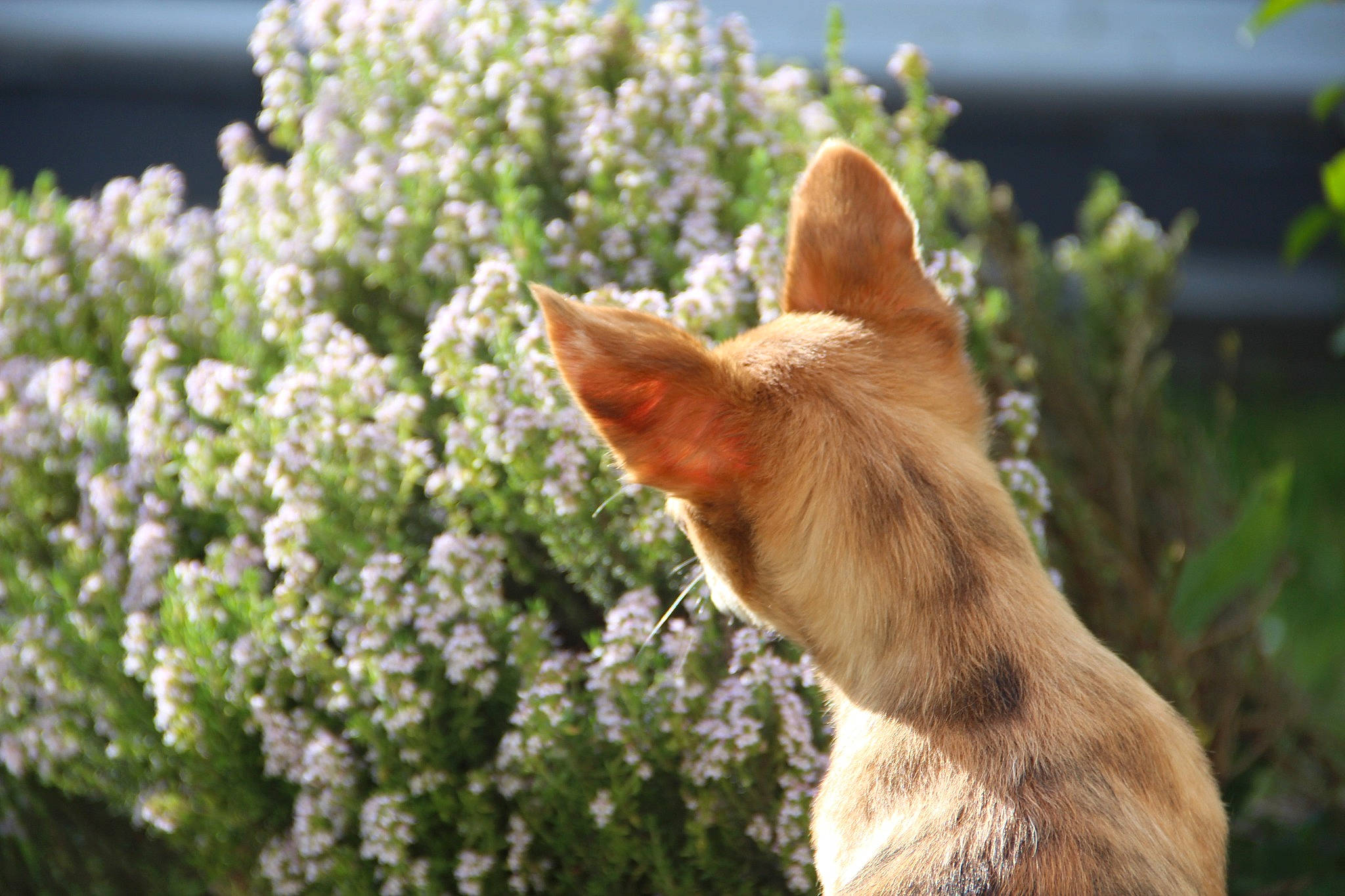 Suna a rejoint le concours — aidez-le/la à gagner de superbes lots ! botany, carnivore, companion_dog, dog, dog_breed, fawn, felidae, flower, fur, grass, groundcover, petal, plant, shrub, small_to_medium_sized_cats, snout, sporting_group, spring, tail, whiskers