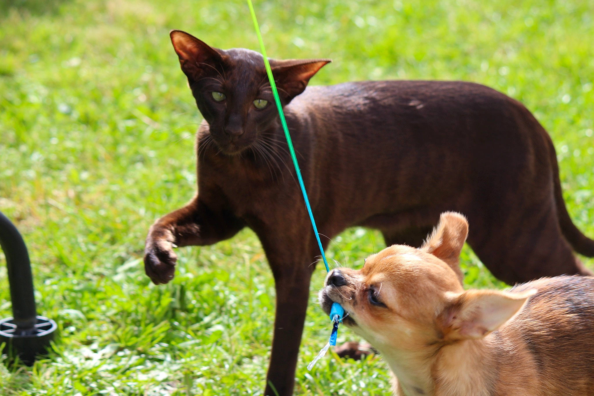 Suna a rejoint le concours — aidez-le/la à gagner de superbes lots ! carnivore, cat, collar, companion_dog, dog, dog_breed, dog_collar, dog_sports, fawn, felidae, grass, leash, pet_supply, plant, small_to_medium_sized_cats, snout, tail, whiskers, wildlife, working_animal