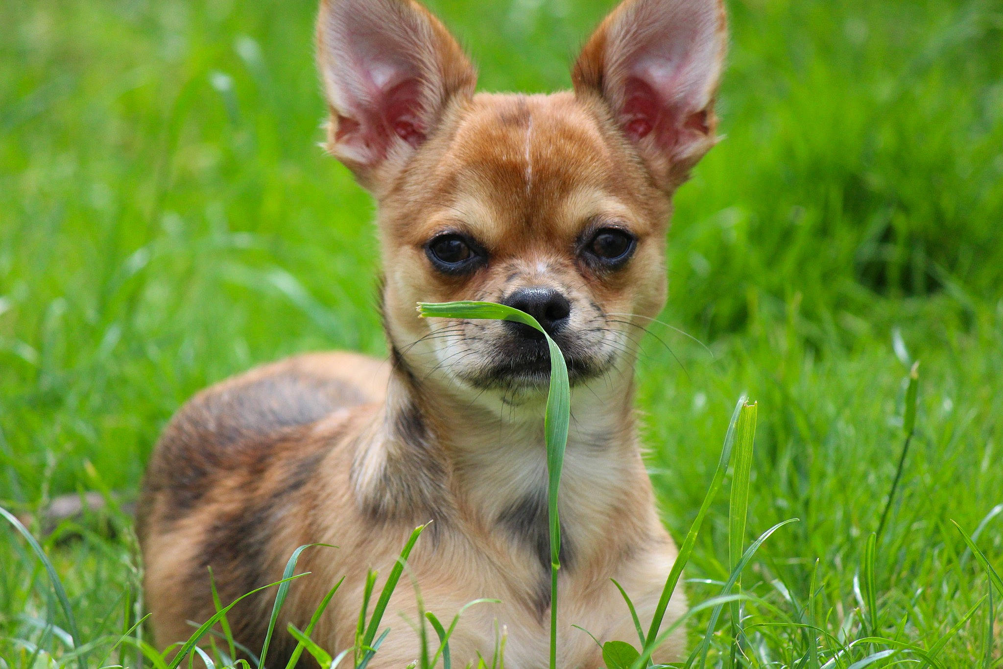 Suna participe au concours pour gagner de l'argent avec cette photo : canidae, carnivore, chihuahua, companion_dog, corgi_chihuahua, dog, dog_breed, fawn, fur, grass, grassland, groundcover, plant, russkiy_toy, snout, sporting_group, terrestrial_animal, terrestrial_plant, toy_dog, whiskers