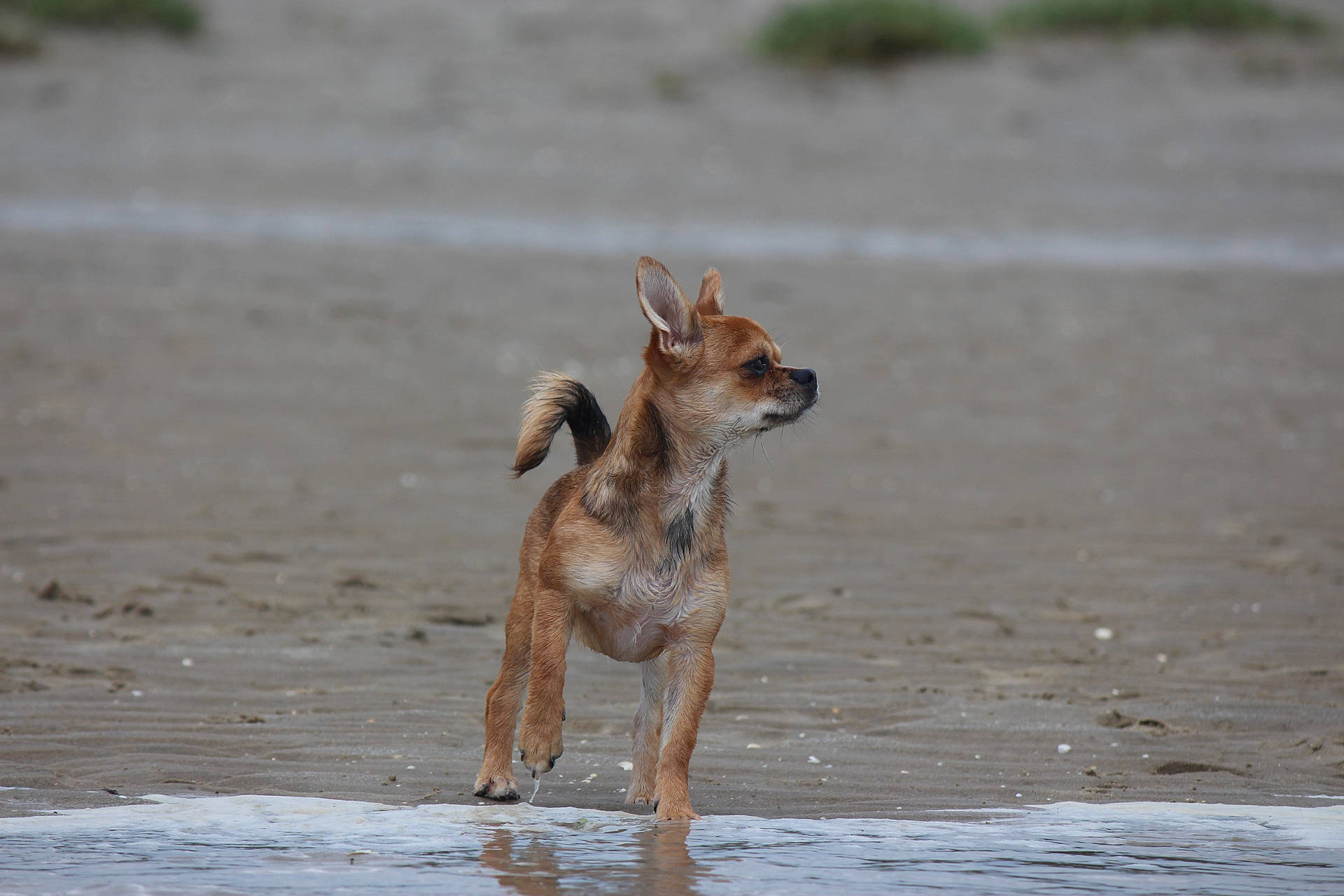 Suna participe au concours pour gagner de l'argent avec cette photo : accessories, animal, beach, canine, chihuahua, coast, dog, germanshepherd, hound, husky, nature, outdoors, pet, puppy, redwolf, sea, shoreline, strap, water, wolf