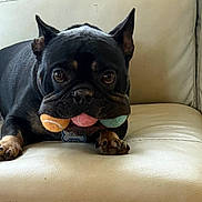 Bear joined the competition — help win amazing prizes! dog, black_dog, french_bulldog, tennis_balls, mouth, couch, leather, indoor, pet, animal, playful, resting, paw, ears, cute, companion, domestic_animal, looking, tongue, fur