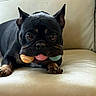 dog, black_dog, french_bulldog, tennis_balls, mouth, couch, leather, indoor, pet, animal, playful, resting, paw, ears, cute, companion, domestic_animal, looking, tongue, fur