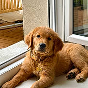 Brave Doug participe au concours pour gagner de l'argent avec cette photo : adorable, animal, brown_fur, collar, cute, dog, floor, fluffy, golden_retriever, home, indoors, lying_down, natural_light, patio, paws, pet, portrait, puppy, tag, window