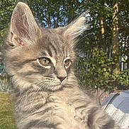 Damon is registered to the contest to win money with this photo: kitten, cat, gray_tabby, fluffy, outdoor, sunlight, greenery, trees, pet, animal, young_cat, portrait, whiskers, ears, feline, domestic_cat, soft_fur, cute, holding, nature
