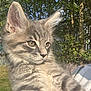 kitten, cat, gray_tabby, fluffy, outdoor, sunlight, greenery, trees, pet, animal, young_cat, portrait, whiskers, ears, feline, domestic_cat, soft_fur, cute, holding, nature