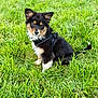 dog, puppy, grass, outdoor, pet, animal, canine, black_fur, tan_fur, white_fur, harness, sitting, nature, young, cute, fur, ears, tail, green, daylight