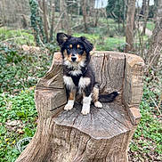 Aya participe au concours pour gagner de l'argent avec cette photo : puppy, dog, wood, tree_stump, forest, outdoor, nature, greenery, grass, leaves, animal, pet, cute, young_dog, sitting, wooden_chair, trunk, fur, black_dog, tan_dog