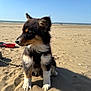 Aya participe au concours pour gagner de l'argent avec cette photo : puppy, dog, beach, sand, ocean, sky, sunny, outdoor, pet, fur, black, white, brown, animal, harness, sitting, cute, young, nature, daytime
