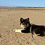 Aya a rejoint le concours — aidez-le/la à gagner de superbes lots ! dog, puppy, beach, sand, toy, leash, outdoor, sunny, sky, nature, animal, pet, playful, relaxed, canine, fur, black, brown, white, landscape