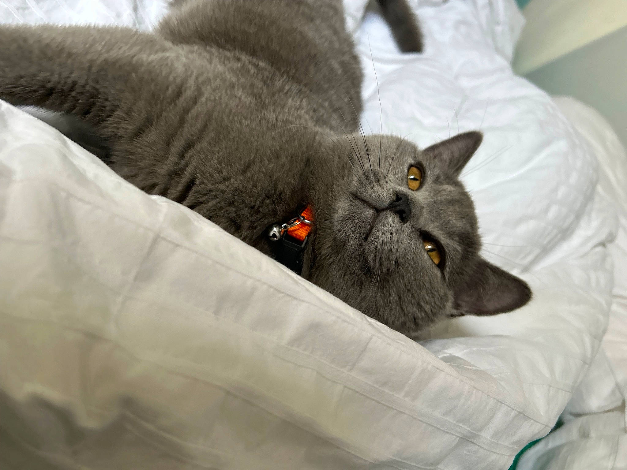 Minou a rejoint le concours — aidez-le/la à gagner de superbes lots ! black_cat, carnivore, cat, chartreux, claw, comfort, domestic_short_haired_cat, felidae, fur, grey, nap, russian_blue, scottish_fold, sleep, small_to_medium_sized_cats, snout, tail, terrestrial_animal, whiskers