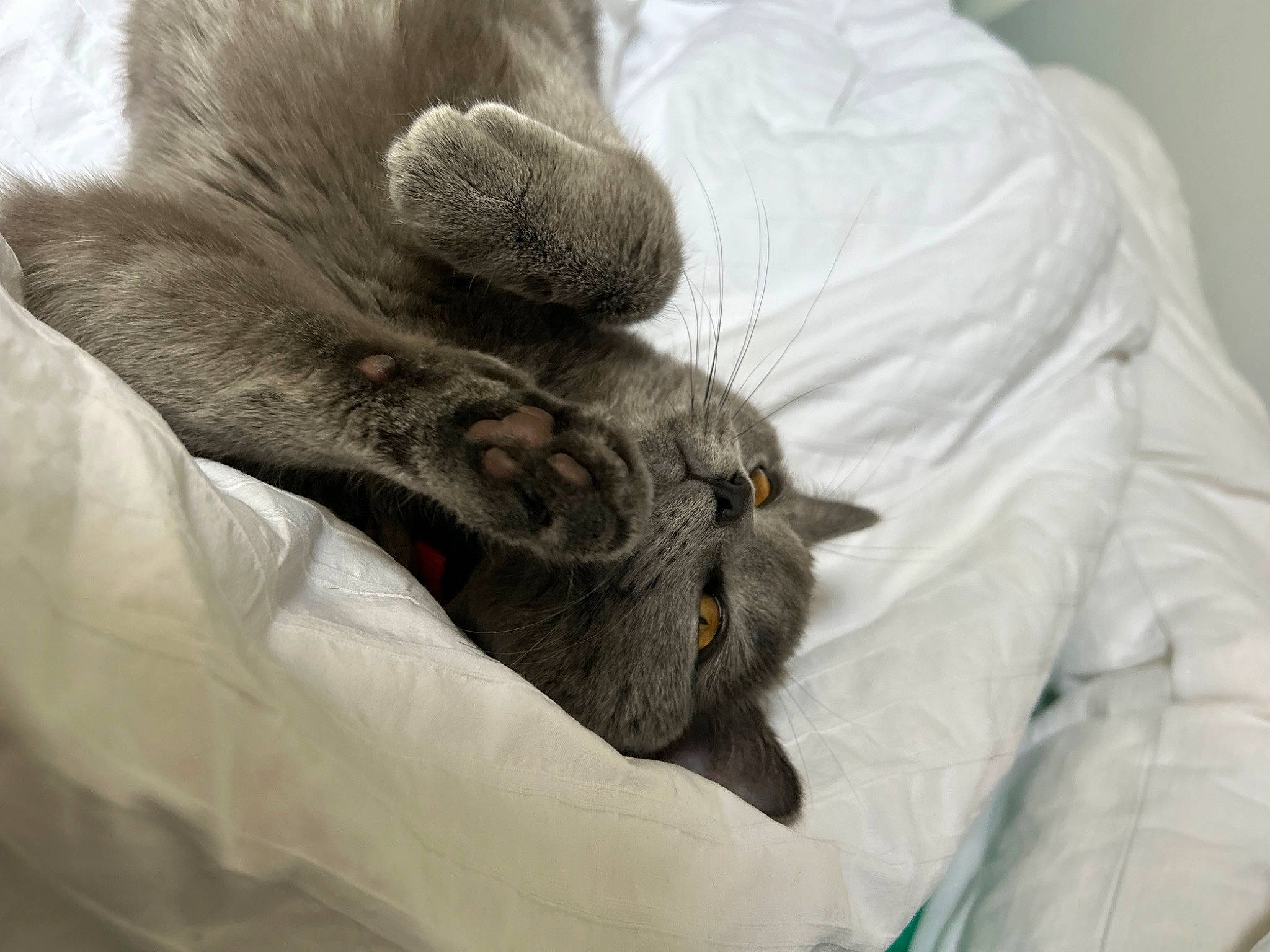 Minou a rejoint le concours — aidez-le/la à gagner de superbes lots ! carnivore, cat, comfort, companion_dog, dog_breed, domestic_short_haired_cat, ear, fawn, felidae, fur, gesture, grey, liver, small_to_medium_sized_cats, snout, tail, textile, vertebrate, whiskers, wrinkle