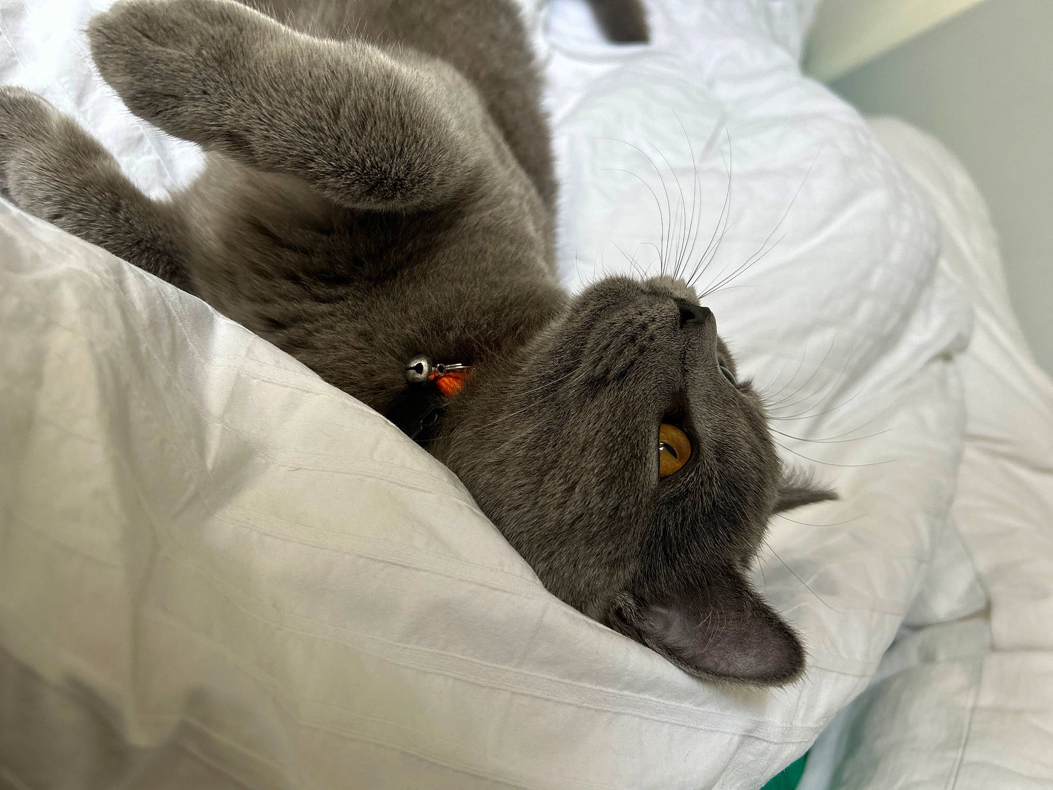 Minou a rejoint le concours — aidez-le/la à gagner de superbes lots ! claw, comfort, domestic_rabbit, felidae, fur, gesture, grey, human_leg, linens, nap, plush, rabbit, rabbits_and_hares, small_to_medium_sized_cats, stuffed_toy, terrestrial_animal, textile, whiskers, wool