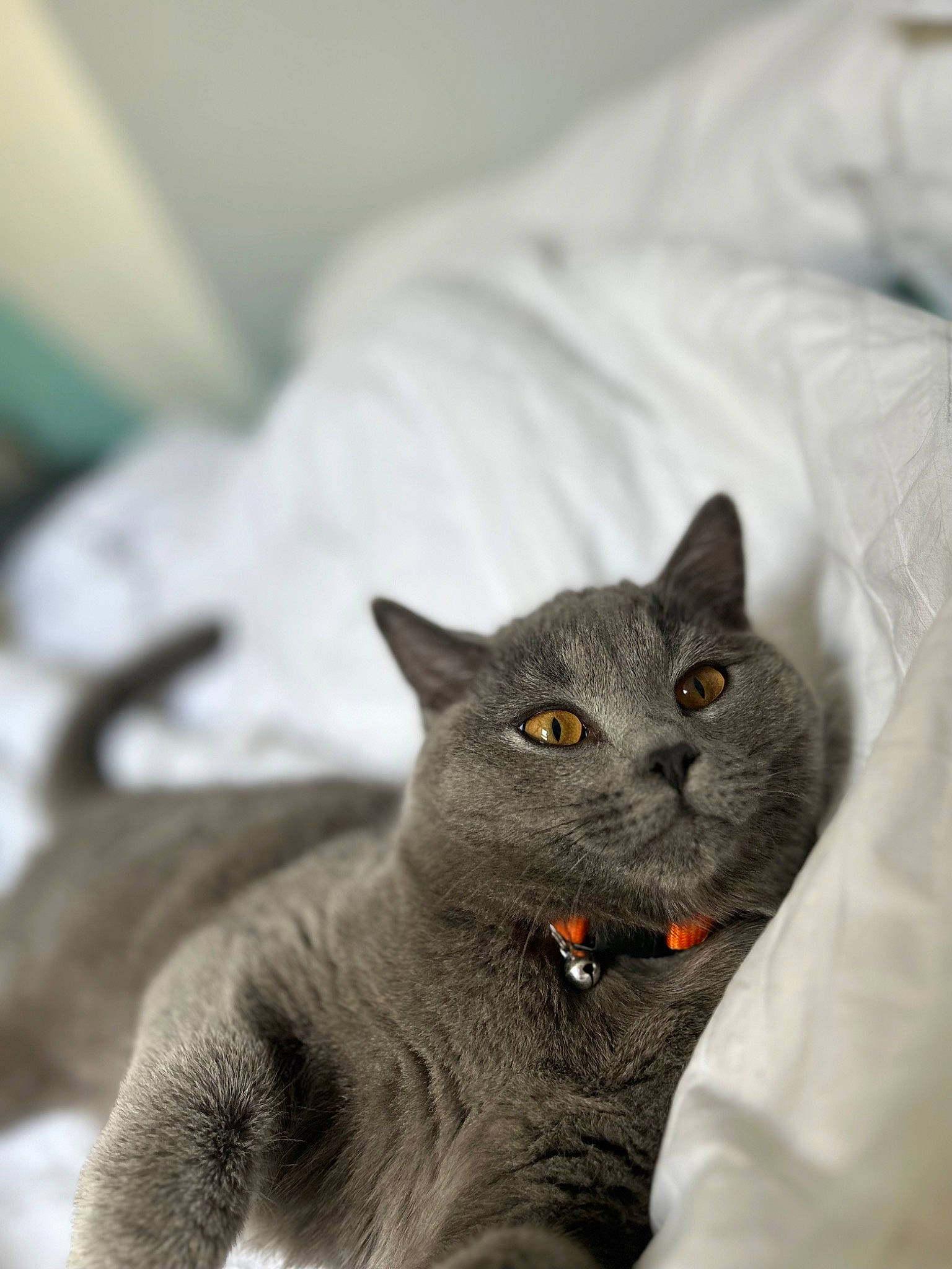 Minou participe au concours pour gagner de l'argent avec cette photo : carnivore, cat, comfort, domestic_short_haired_cat, felidae, fur, grey, russian_blue, small_to_medium_sized_cats, snout, whiskers