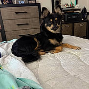 Mylo is registered to the contest to win money with this photo: dog, pet, bed, quilt, blanket, furniture, dresser, mirror, indoor, animal, canine, resting, black, tan, fur, ears, eyes, paw, home, cozy