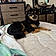 Mylo