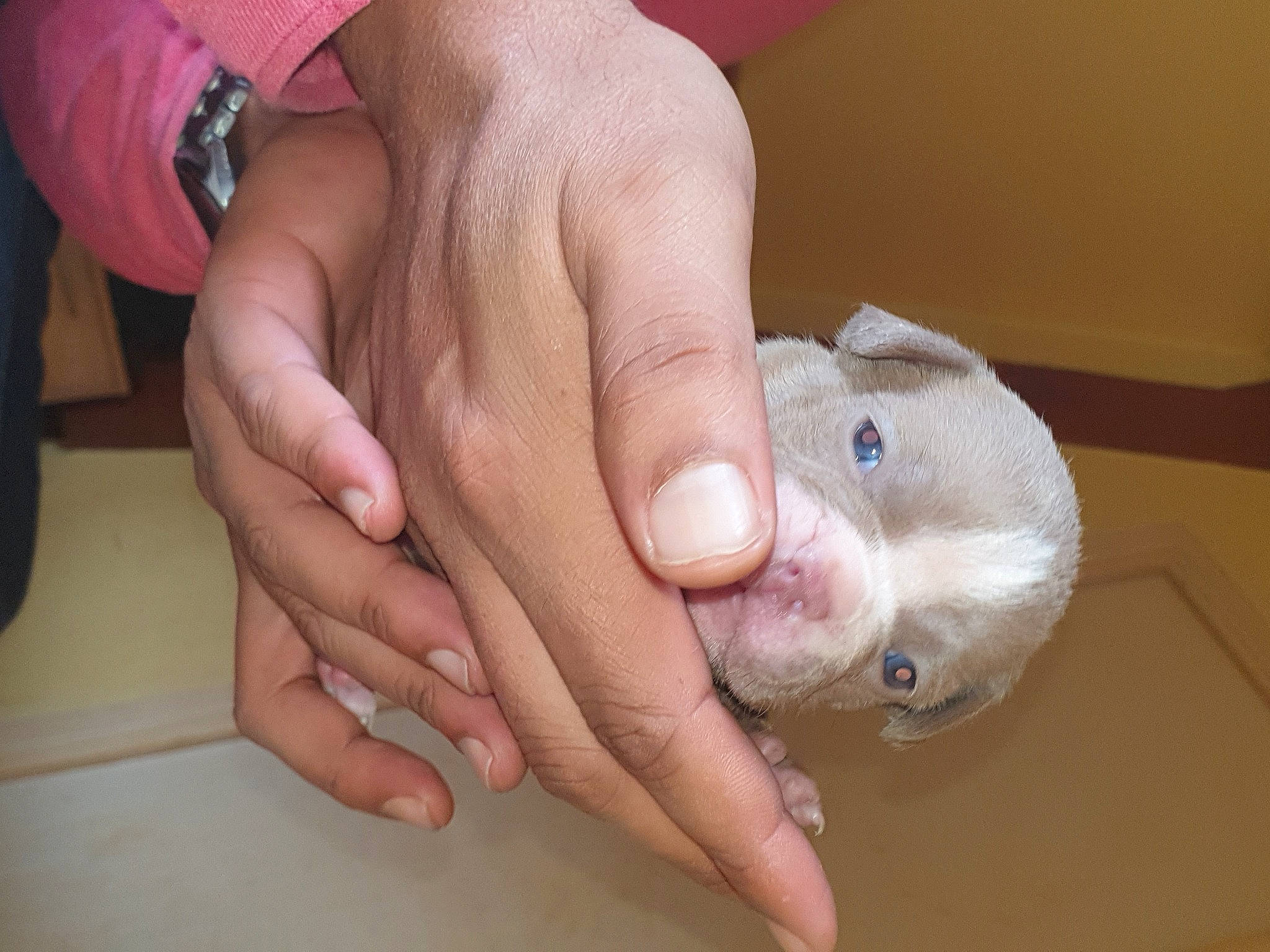 Engie participe au concours pour gagner de l'argent avec cette photo : child, finger, flesh, foot, fur, gesture, human_body, human_leg, leg, manicure, nail, nail_care, paw, service, snout, thumb, toe, whiskers, wrinkle, wrist