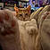 Jaspurr