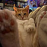cat, paw, close_up, indoor, relaxed, pet, furniture, decor, string_lights, plush_toys, figurines, orange_and_white_cat, cozy, lying_down, soft_lighting, home, bed, cute, animal, feline
