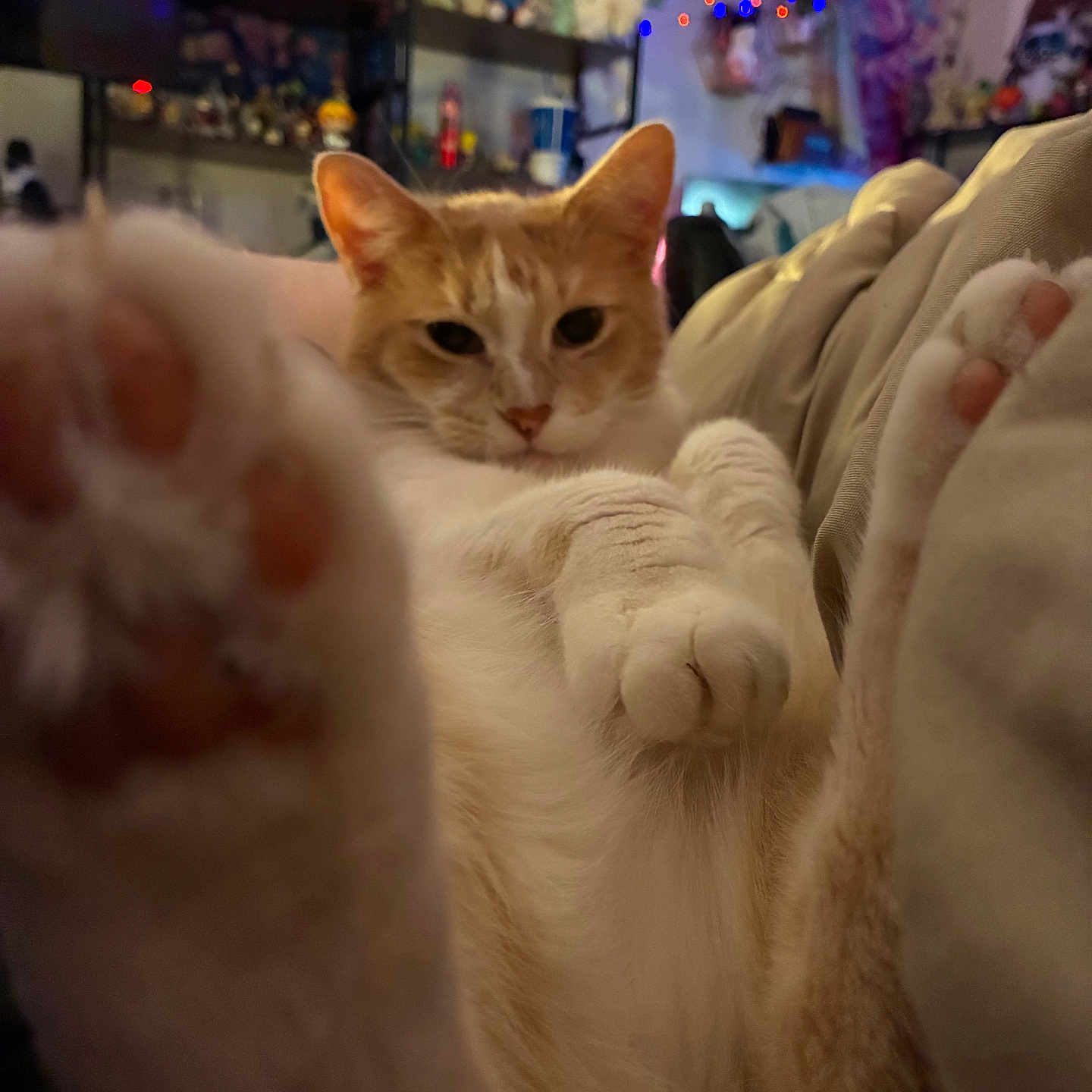 Jaspurr