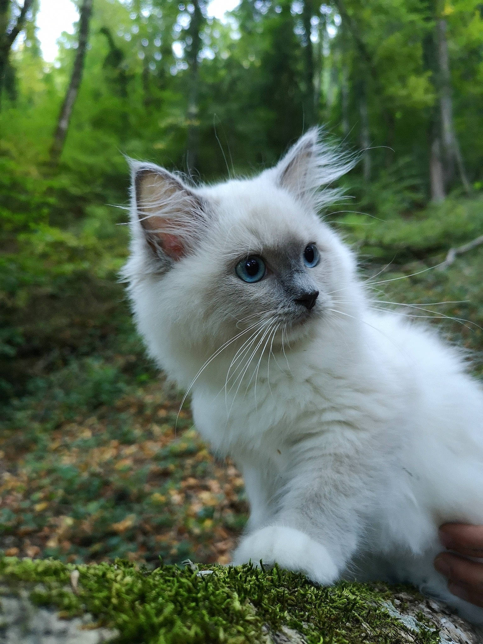 Neika a rejoint le concours — aidez-le/la à gagner de superbes lots ! asian_semi_longhair, balinese, birman, british_semi_longhair, carnivore, cat, domestic_long_haired_cat, eye, felidae, kitten, mammal, norwegian_forest_cat, ragamuffin, ragdoll, siberian, small_to_medium_sized_cats, turkish_angora, turkish_van, vertebrate, whiskers