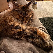 Tokyo a rejoint le concours — aidez-le/la à gagner de superbes lots ! blanket, carpet, cat, cozy, cute, ears, feline, fluffy, fur, home, indoor, living_room, mammal, pet, relaxing, resting, sleeping, tabby, warm_lighting, whiskers