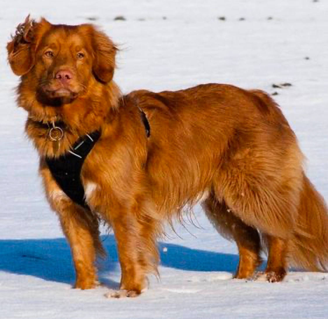 Jimmychew is registered to the contest to win money with this photo: canidae, carnivore, collar, companion_dog, dog, dog_breed, dog_collar, guard_dog, gun_dog, hunting_dog, liver, retriever, snow, sporting_group, working_animal, working_dog