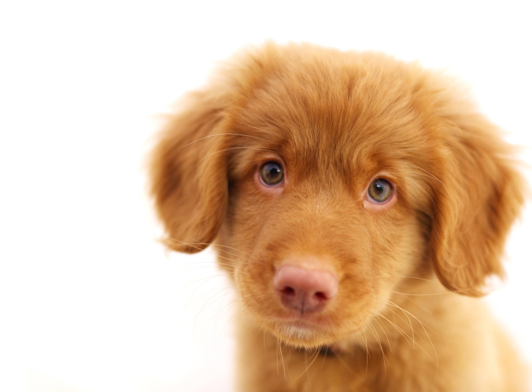 Jimmychew is registered to the contest to win money with this photo: ancient_dog_breeds, canidae, carnivore, companion_dog, dog, dog_breed, ear, fawn, fur, gun_dog, hunting_dog, liver, puppy, retriever, snout, sporting_group, terrestrial_animal, whiskers, working_animal