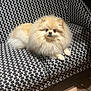 dog, pom, pomeranian, fluffy, couch, indoor, pet, animal, fur, small_dog, sitting, floor_tiles, patterned_furniture, cute, companion, domestic_animal, portrait, relaxed, light, shadow