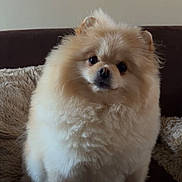 Unik a rejoint le concours — aidez-le/la à gagner de superbes lots ! dog, pomeranian, fluffy, pet, animal, couch, indoor, fur, cute, small_dog, companion, domestic_animal, looking, sitting, portrait, furry, face, adorable, cozy, home