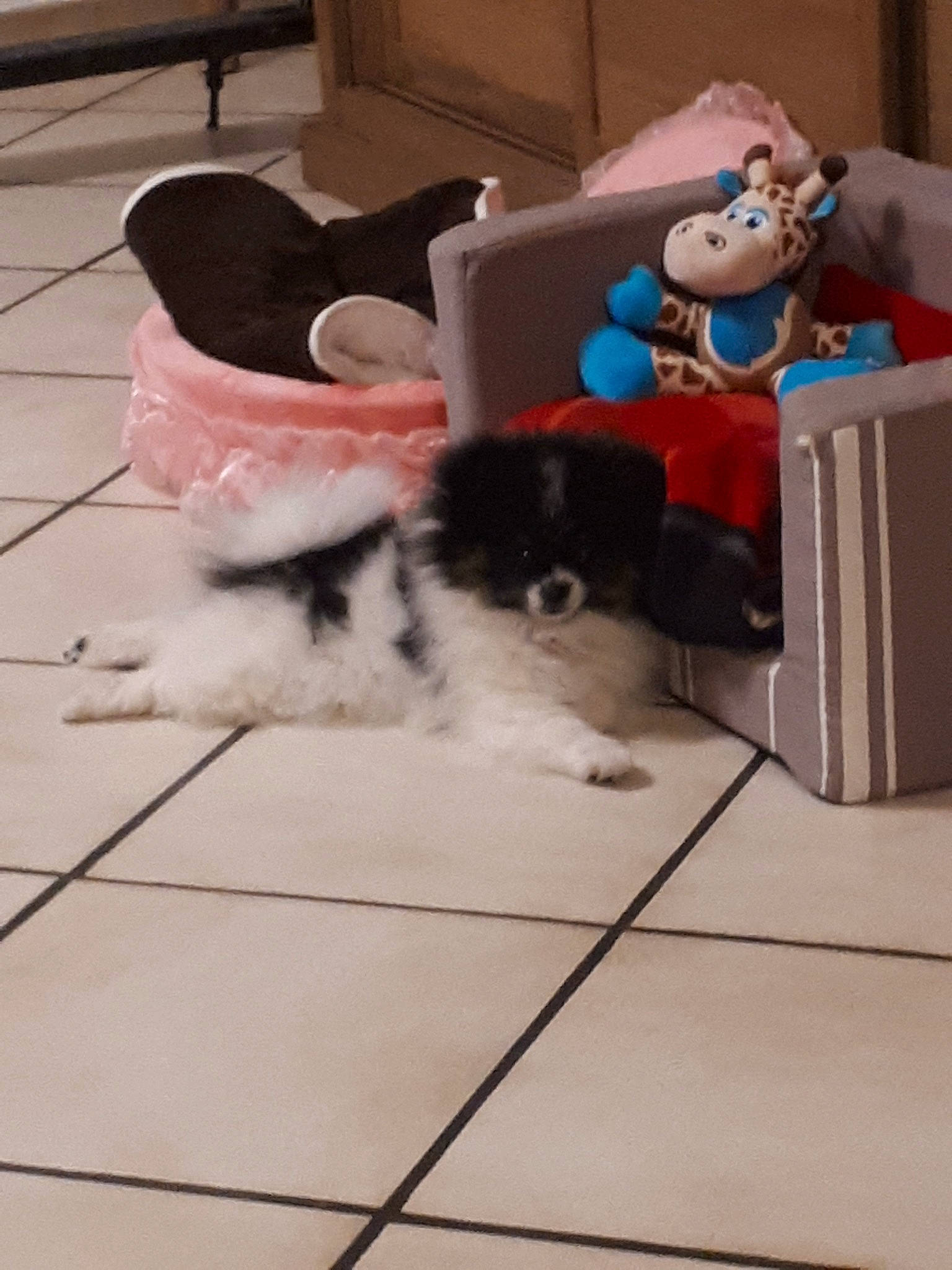 Perle participe au concours pour gagner de l'argent avec cette photo : canidae, carnivore, cat, companion_dog, dog, dog_breed, floor, flooring, havanese, mammal, morkie, non_sporting_group, puppy, shih_tzu, sporting_group, tail, toy_dog